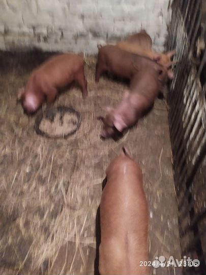 Хорек животное