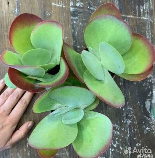 Комнатные растения цветы