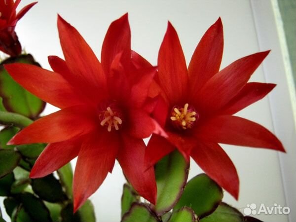 Рипсалидопсис, лесные кактусы