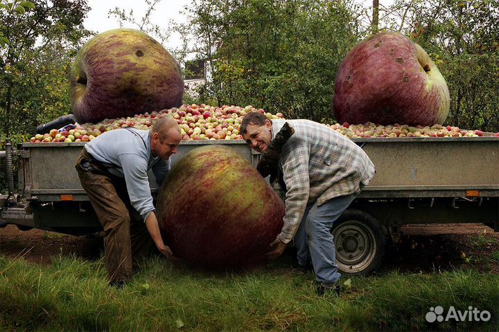 Вахта с питанием 3 раза и проживанием сбор яблок