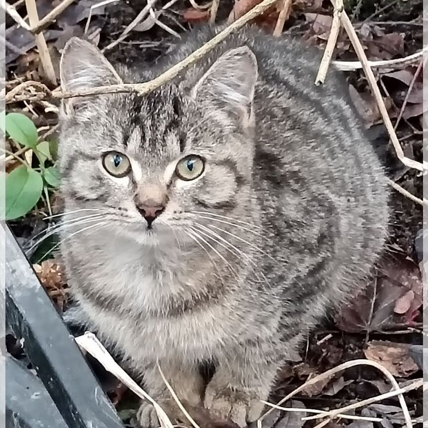 Котенок бесплатно