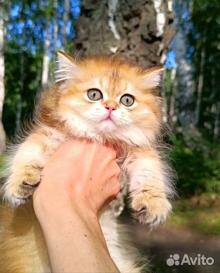 Золотая малышка