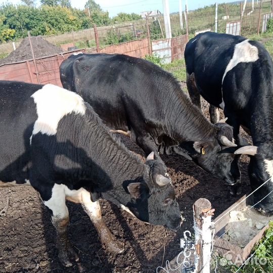 Быки на мясо