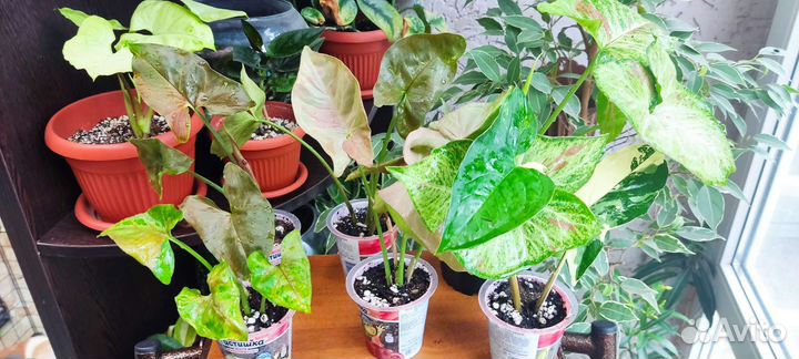 Сингониумы сортовые