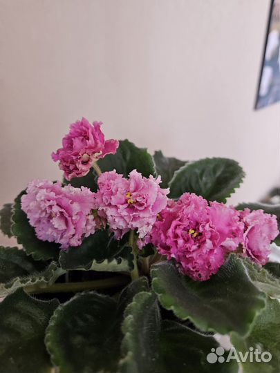 Фиалка Яблочный зефир спорт