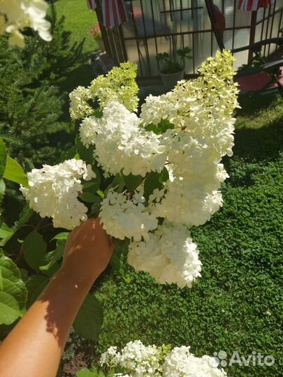 Ванилла Фрейз Гортензия метельчатая Vanille Fraise