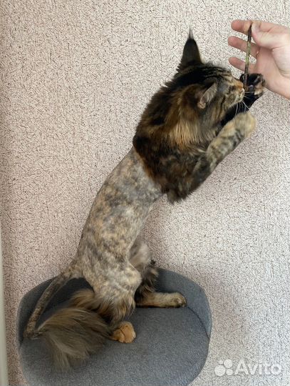 Стрижка кошек