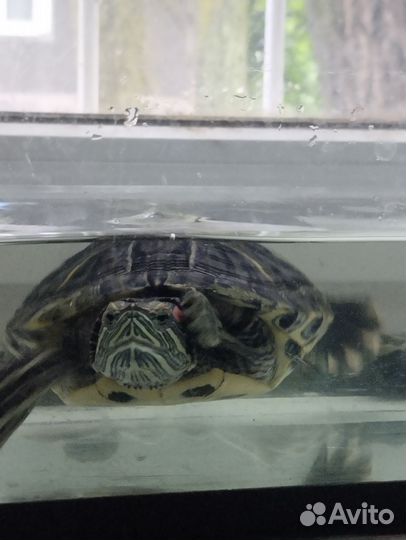 Черепаха