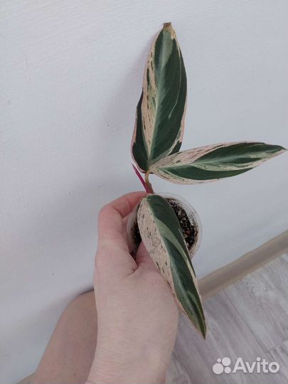 Строманта, крестовник