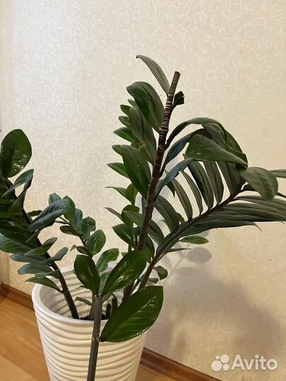 Замиокулькас