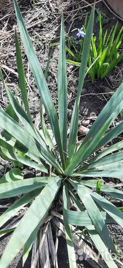 Пальма юкка