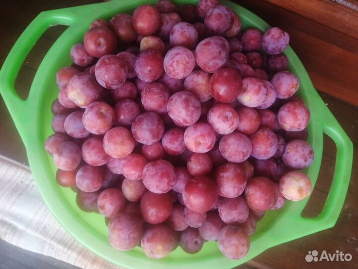 Саженцы сливы