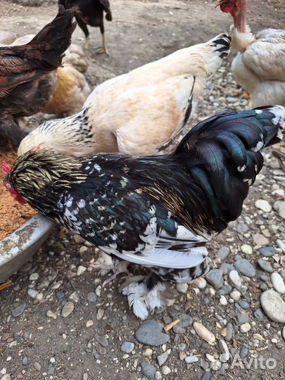 Куры петухи
