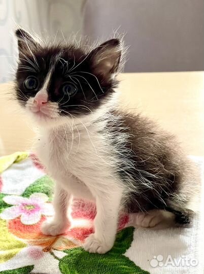 Котёнок - девочка ищет семью