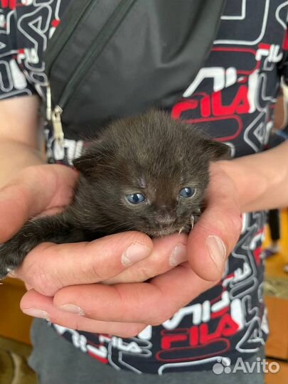 Отдаю в добрые руки котят