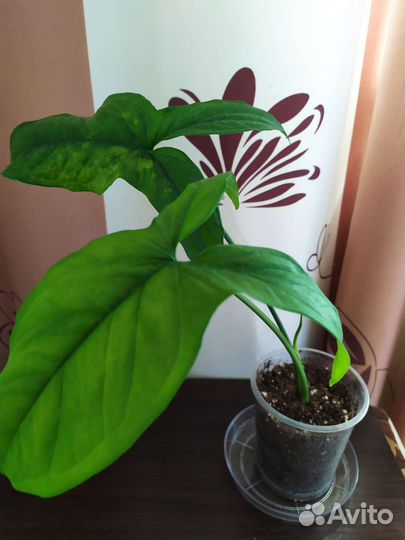 Сингониум моттлед. Филодендрон Бурле макс. Плющ
