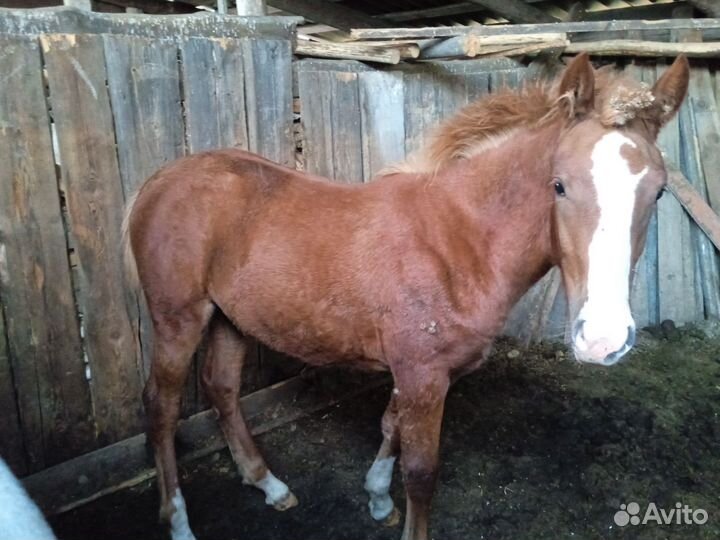 Кобыла с жеребёнком