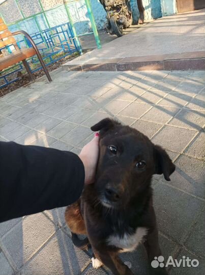 Собака в добрые руки