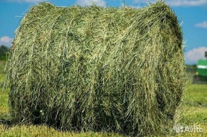 Сено