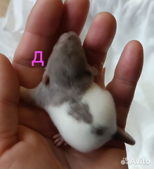 Крысята дамбо