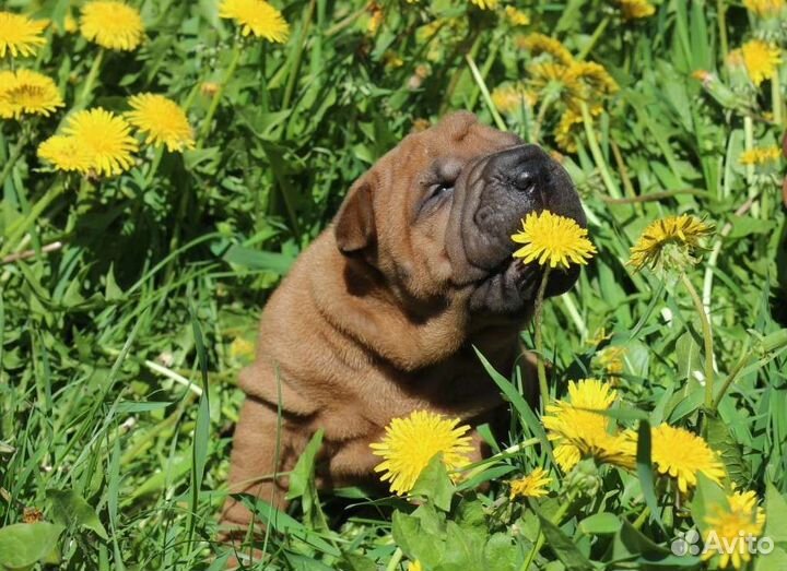 Щенки шарпей