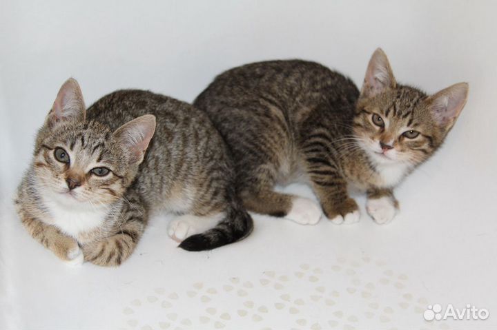 Котята милые, игривые, ласковые