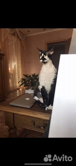 Канадский сфинкс