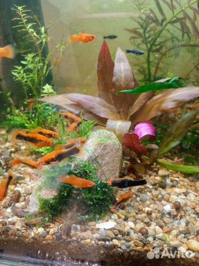 Меченосцы, улитки ампулярии