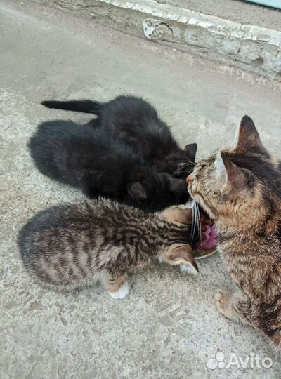 Котята в добрые руки бесплатно