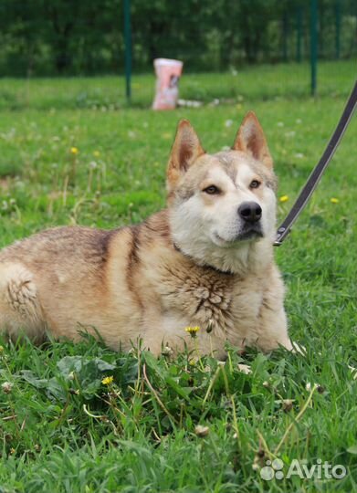 Иртыш, метис хаски из приюта
