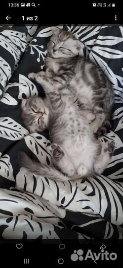 Шотландский кот вязка