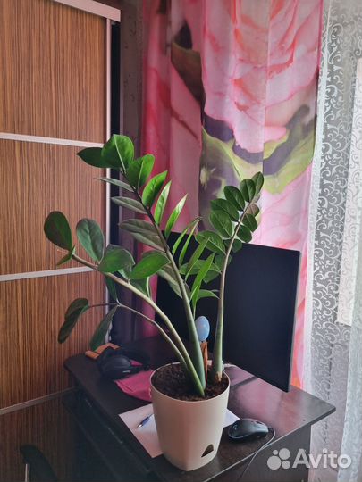 Долларовое дерево-замиокулькас