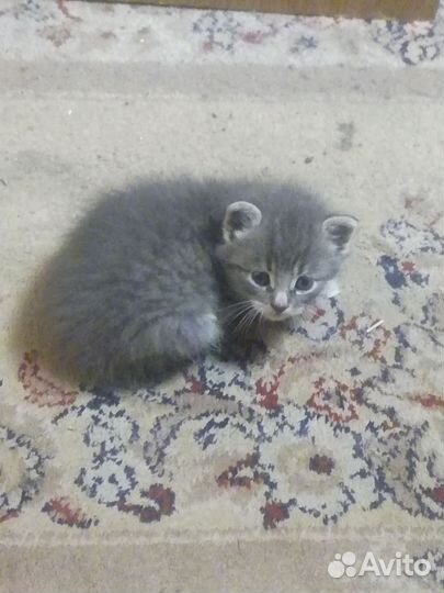 Кошка в дар бесплатно