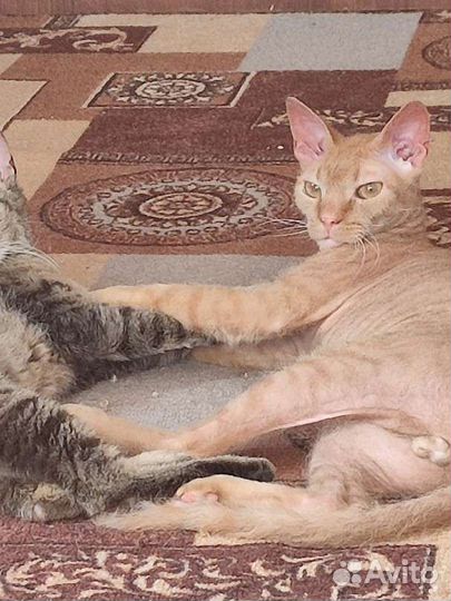 Донской сфинкс браш