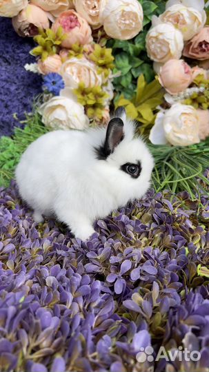 Кролик Львиноголовый карликовый