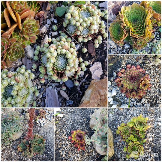 Молодило-каменная роза от