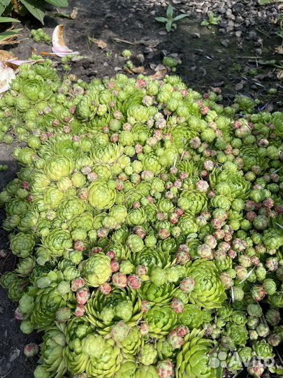 Молодило каменная роза