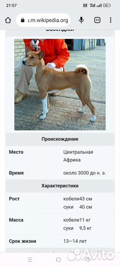 Щенки басенджи