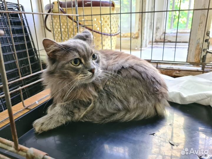 Кошка в добрые руки