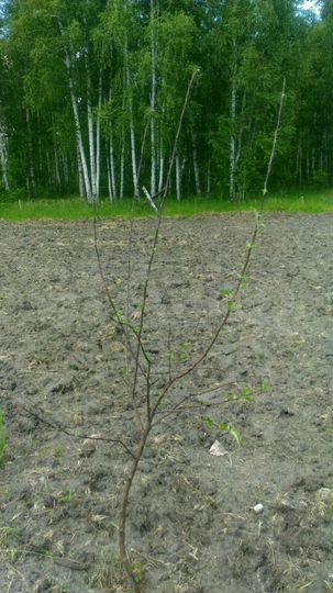 Участок 8 сот. (СНТ, ДНП)