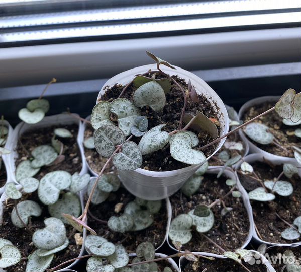 Церопегия вуда