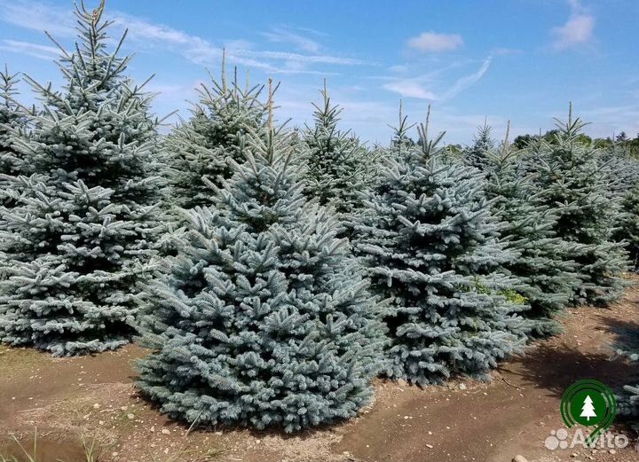 Ель голубая экстра