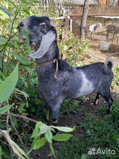 Англо нубийский козел чистопородный,годовалый