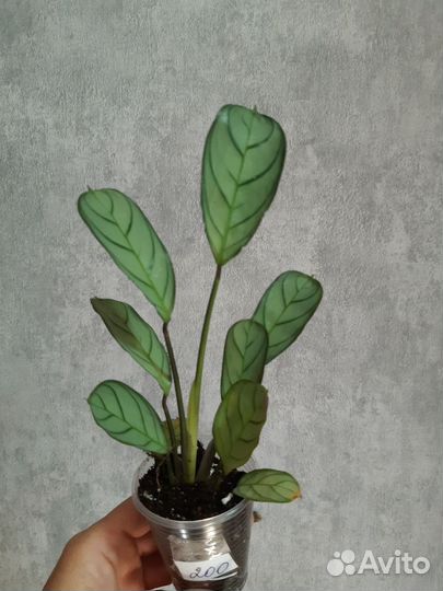 Ктенанта Амагрис