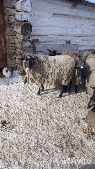 Овцы и бараны