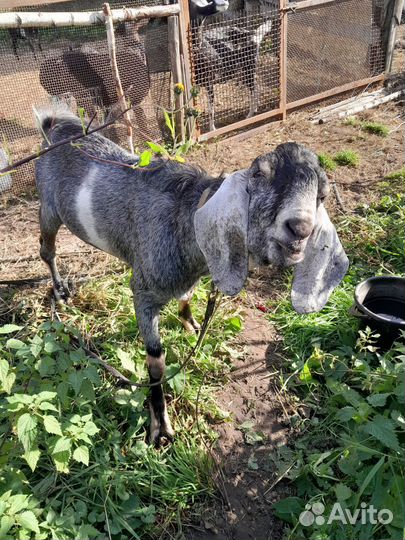 Англо нубийский козел чистопородный,годовалый