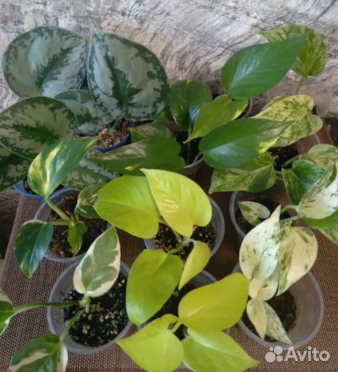 Сциндапсусы вариегатные