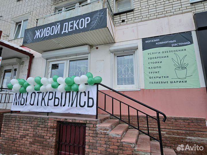 Комнатные домашние растения