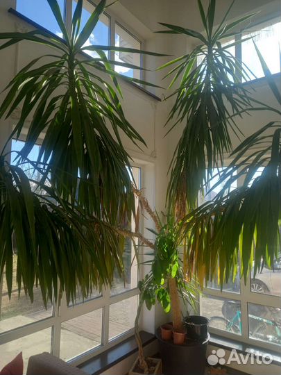 Пальма юкка