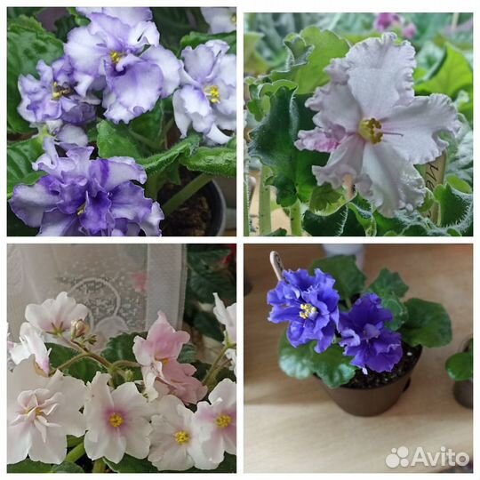 Лист сортовых фиалок